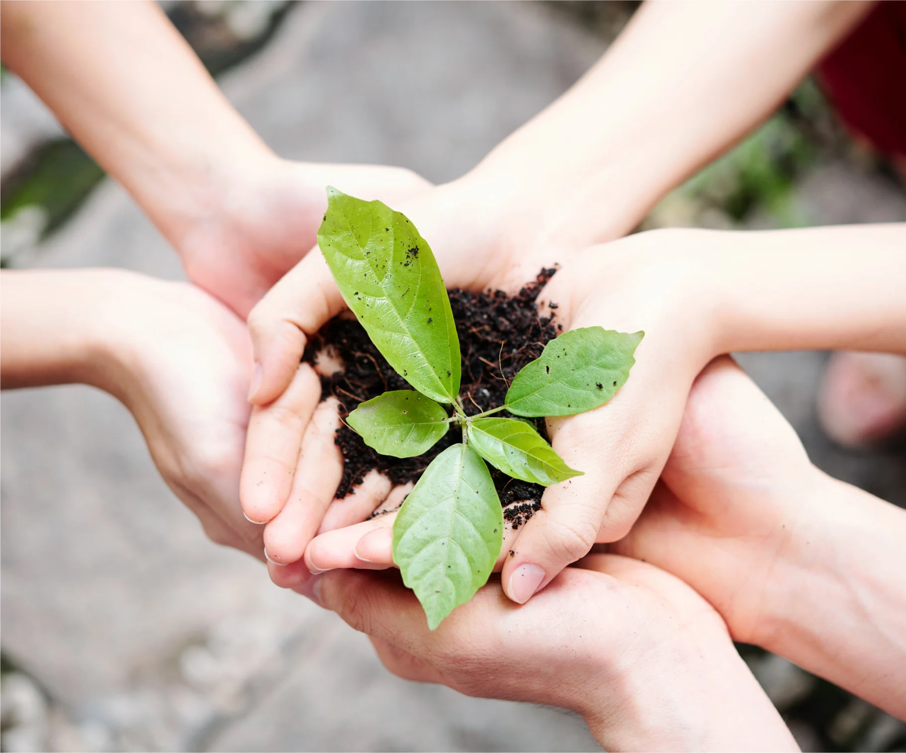 Hands protecting a young plant